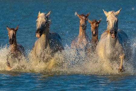 Horses running in the water, beautiful wild horses in Camargue