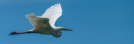 Great egret, Ardea alba, beautiful white bird flying, portrait