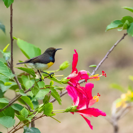 Newton's sunbird, male, beautiful bird in Sao Tome and Principe, eating the nectar of an hibiscus...