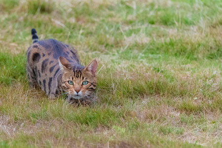 Bengal cat playing in the garden, beautiful pet