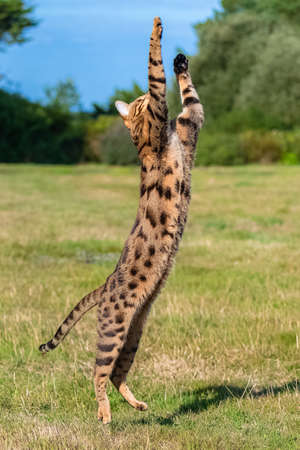 Bengal cat playing in the garden, beautiful petの写真素材