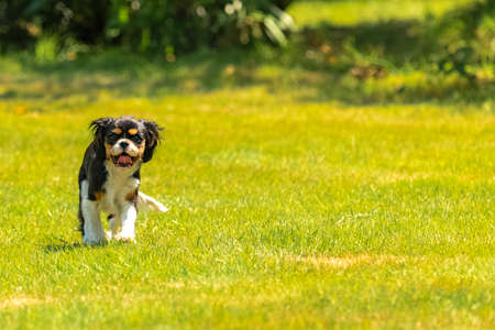 A dog cavalier king charles, a cute puppy running on the lawn, trying to catch a butterflyの写真素材