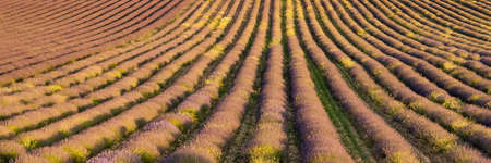 Lavender field in Provence, beautiful light in backgroundの写真素材