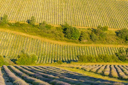 Lavender field in Provence, colorful landscape in spring, geometric patternの写真素材