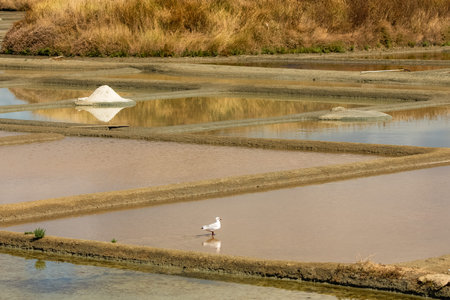 Guerande in Brittany, panorama of the salt marshes
