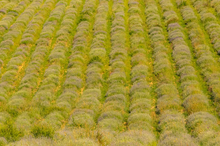 Lavender field in Provence, colorful landscape in spring, geometric pattern