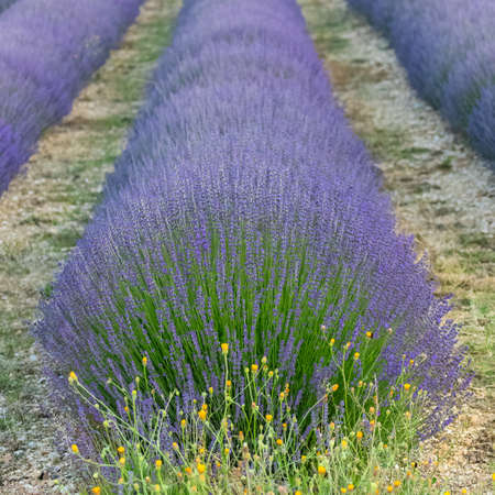 Lavender field in Provence, colorful landscape in spring, geometric patternの写真素材