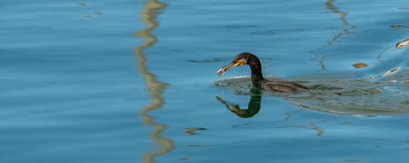 Great cormorant eating a fish in the seaの写真素材