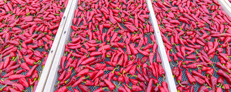 Espelette chillies dried in a greenhouse in the Basque countryの写真素材