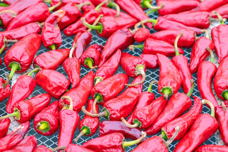 Espelette chillies dried in a greenhouse in the Basque countryの写真素材