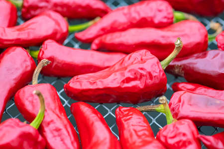Espelette chillies dried in a greenhouse in the Basque countryの写真素材