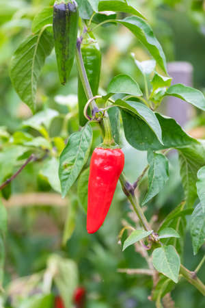 Espelette chilli pepper in a field, cultivation in the Basque countryの写真素材