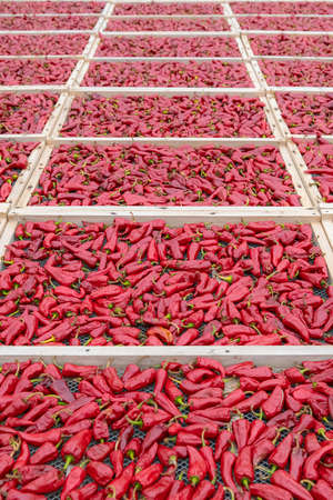Espelette chillies dried in a greenhouse in the Basque countryの写真素材