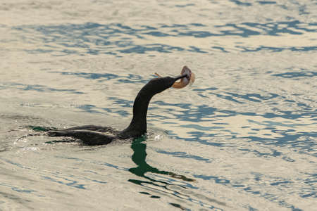 Great cormorant eating a fish in the seaの写真素材