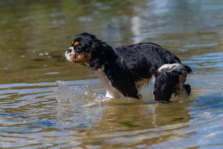 A dog cavalier king charles, a cute puppy bathing in the seaの写真素材