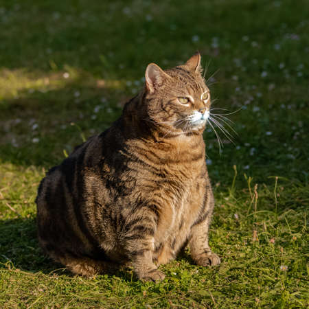 A fat cat standing in the garden, funny animalの写真素材