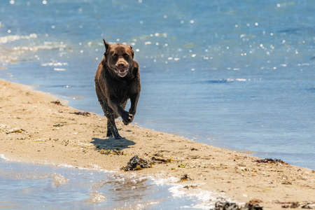 A chocolate labrador running on the beachの写真素材
