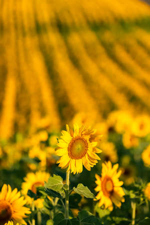 sunflowers field in full sun in Provence, yellow backgroundの写真素材