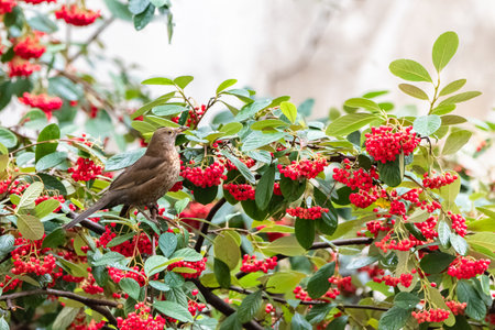 Common blackbird, Turdus merula, female, eating red seeds in a treeの写真素材