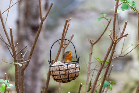 A robin eating seeds in the gardenの写真素材