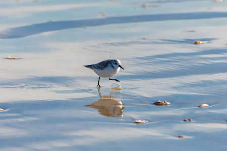 A bird sanderling eating on the beach, blue seaの写真素材