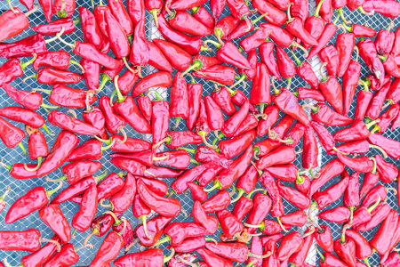 Espelette chillies dried in a greenhouse in the Basque country