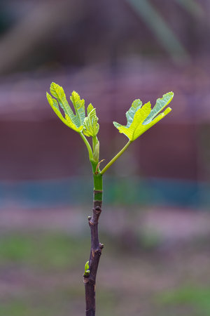 Fig leaves in early spring, in the garden
