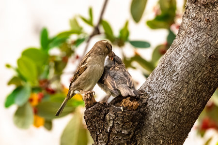 A baby sparrow waits for his mother to feed himの写真素材