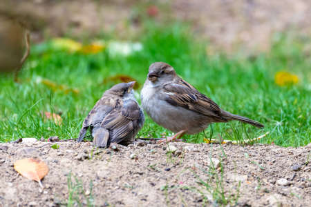A baby sparrow waits for his mother to feed himの写真素材