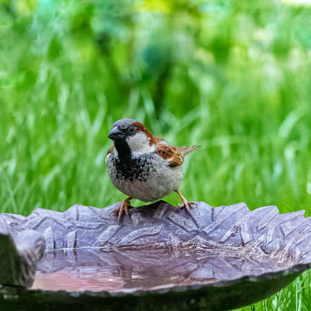 A sparrow perched in the garden, drinking water