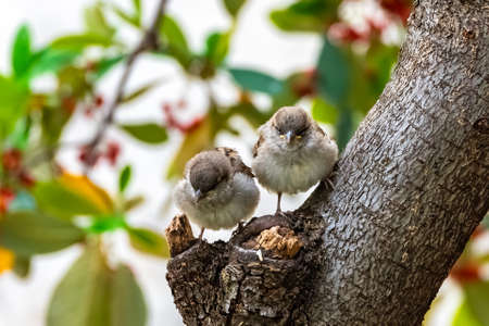 Two babies sparrows waiting for their mother to feed themの写真素材