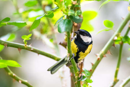 Great tit, beautiful bird perching on a rosebushの写真素材