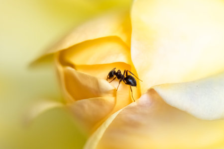 Ant walking on the yellow petals of a rose in springの写真素材