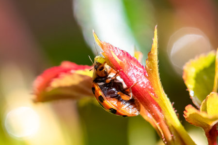 ladybird eating a green aphid on a rosebush
