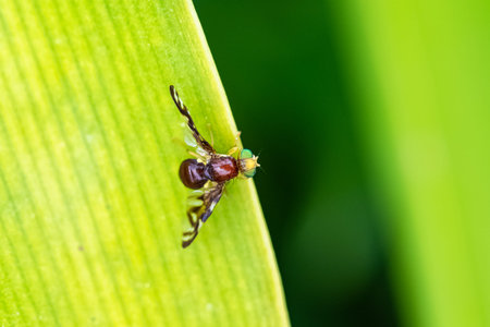 Celery fly, Euleia heraclei, colorful fly on a leaf, macro