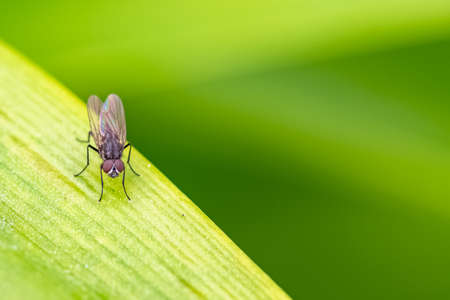 A fly standing on a leaf in the gardenの写真素材