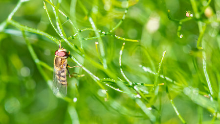 Hoverfly, beautiful insect flying, on a green background