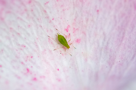A green aphid standing on a rose petalの写真素材
