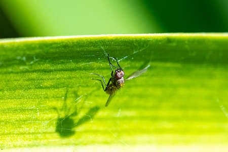 a fly caught in a spiderâs web, struggle for lifeの写真素材