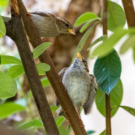 a baby sparrow fed by its motherの写真素材