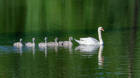 White mother swan swimming with cygnetsの写真素材