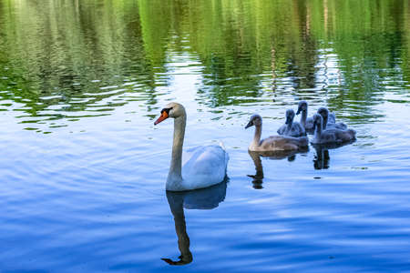 White mother swan swimming with cygnetsの写真素材