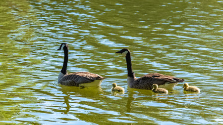 Canada goose with chicks standing on the shore of the lake