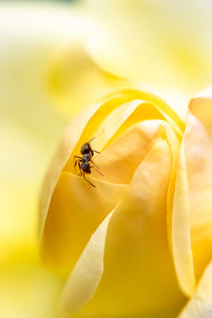 Ant walking on the yellow petals of a rose in springの写真素材