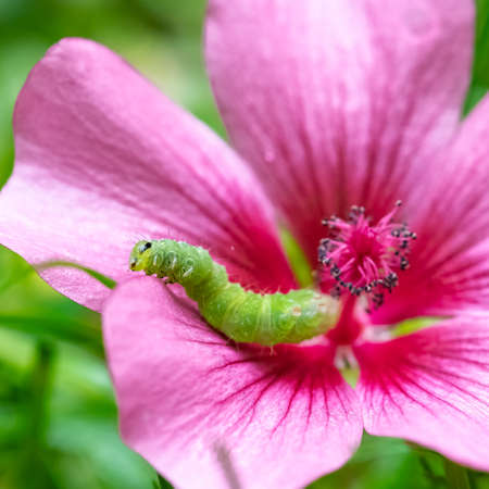 A green caterpillar eating a pink flower, colorful insect in the gardenの写真素材