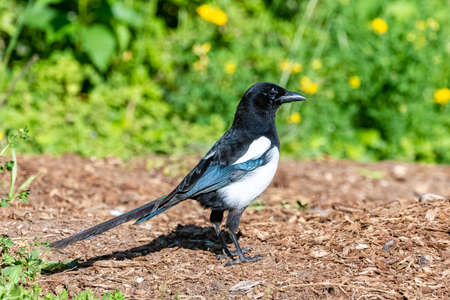 An eurasian Magpie, Pica pica, beautiful birdの写真素材