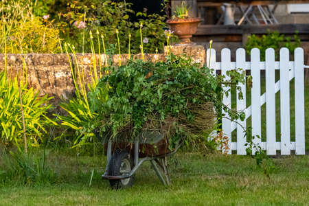 Wheelbarrow with green waste in a beautiful gardenの写真素材