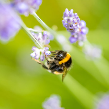 A bee on a lavender stalk to collect pollen in summer