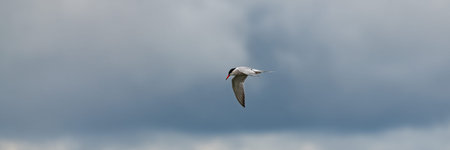 Common stern with red beak flying in Brittany, Sterna hirundo
