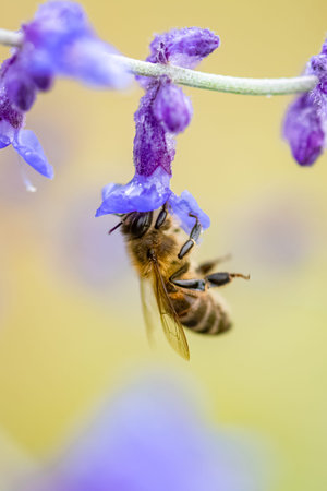 A bee on a lavender stalk to collect pollen in summer